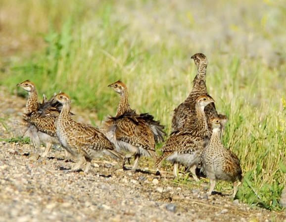 Photo (12): Sharp-tailed Grouse