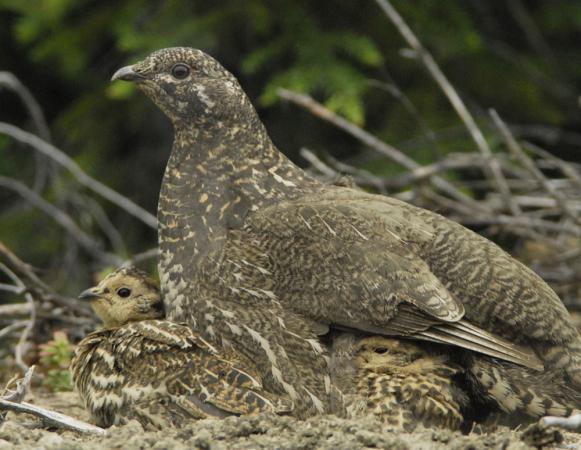 Photo (2): Spruce Grouse