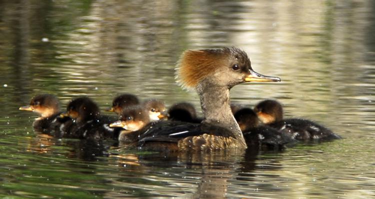 Photo (15): Hooded Merganser