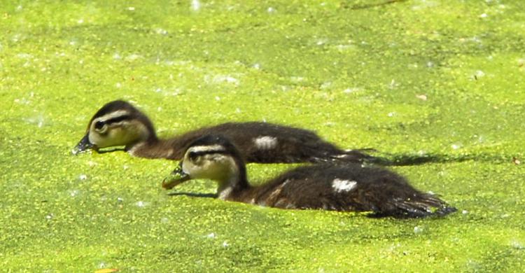 Photo (10): Wood Duck