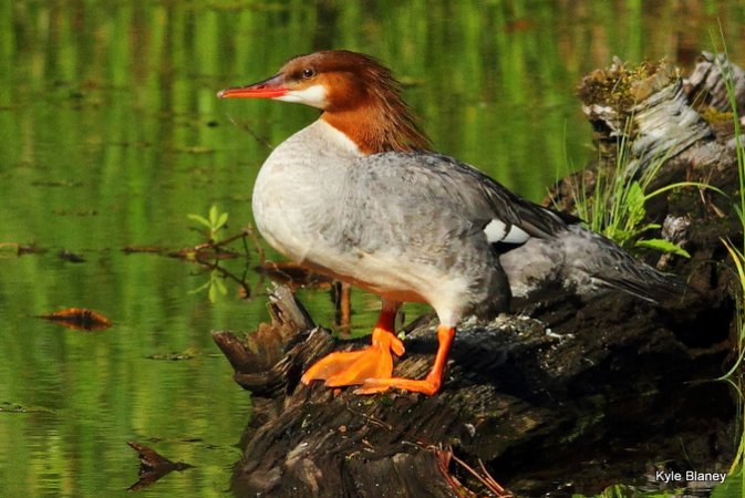 Photo (2): Common Merganser