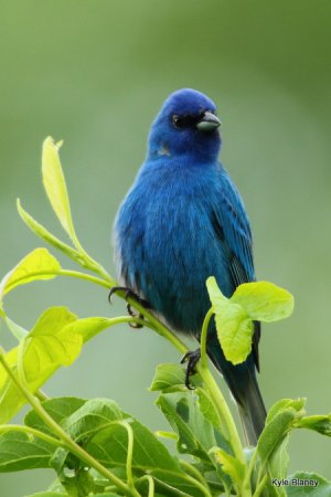 Photo (7): Indigo Bunting