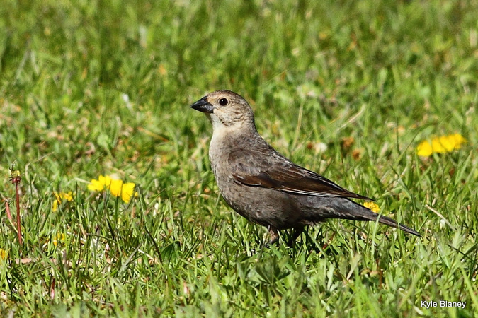 Photo (2): Brown-headed Cowbird