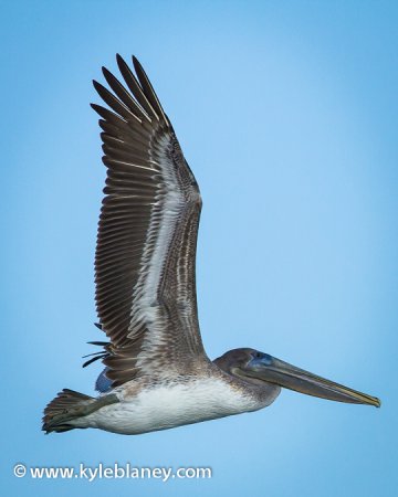 Photo (18): Brown Pelican