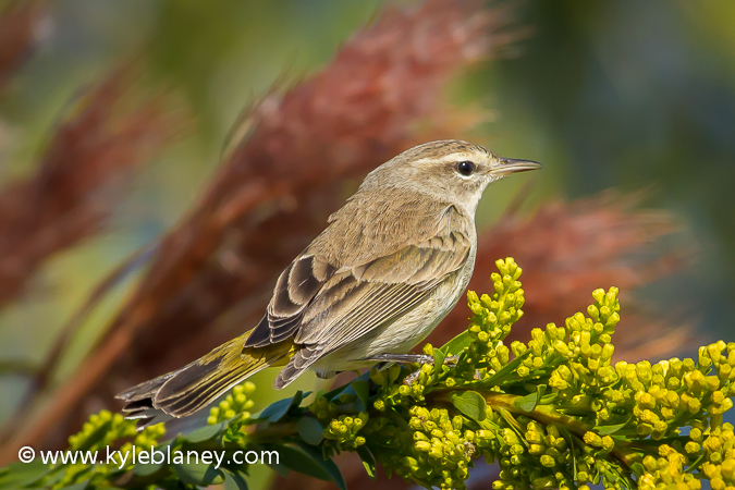 Photo (5): Palm Warbler