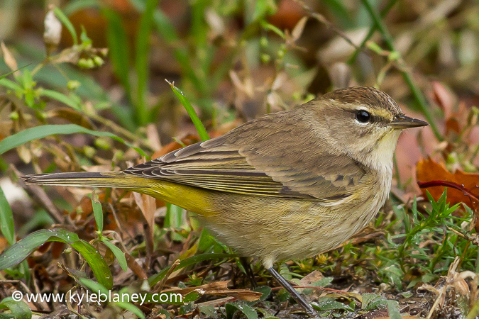 Photo (6): Palm Warbler