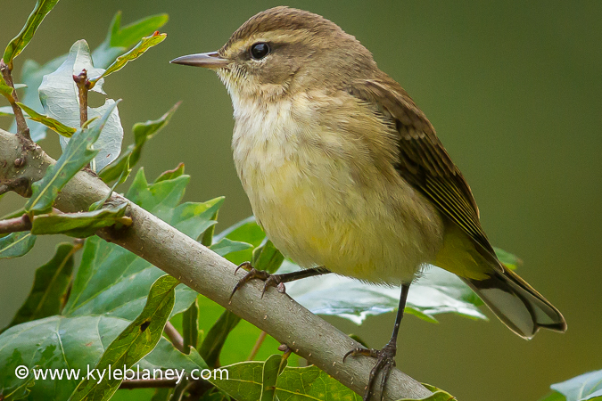Photo (8): Palm Warbler
