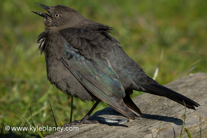Photo (7): Brewer's Blackbird