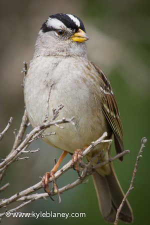 Photo (1): White-crowned Sparrow