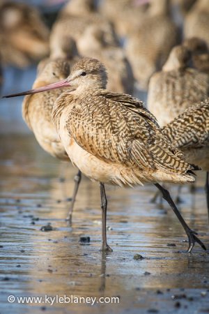 Photo (14): Marbled Godwit