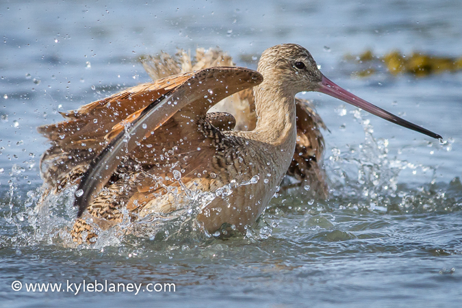 Photo (10): Marbled Godwit