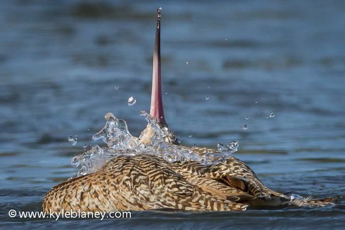 Photo (18): Marbled Godwit