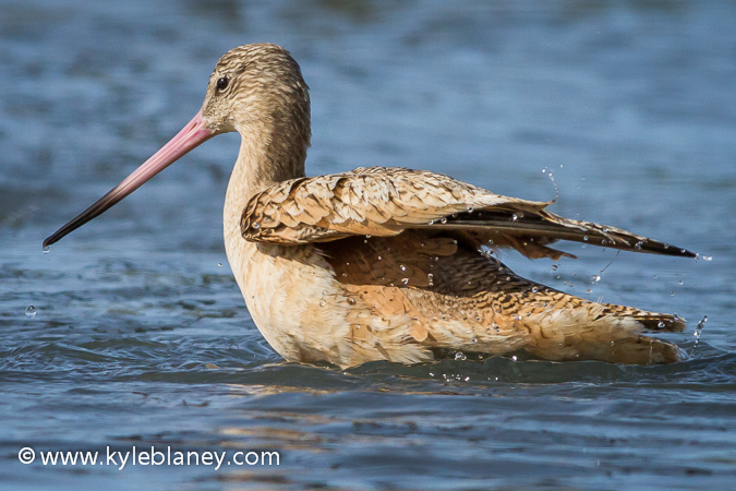 Photo (9): Marbled Godwit