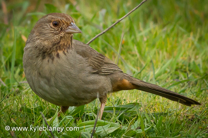 Photo (1): California Towhee