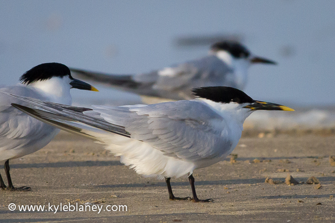 Photo (1): Sandwich Tern