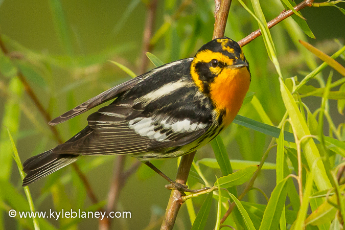 Photo (5): Blackburnian Warbler