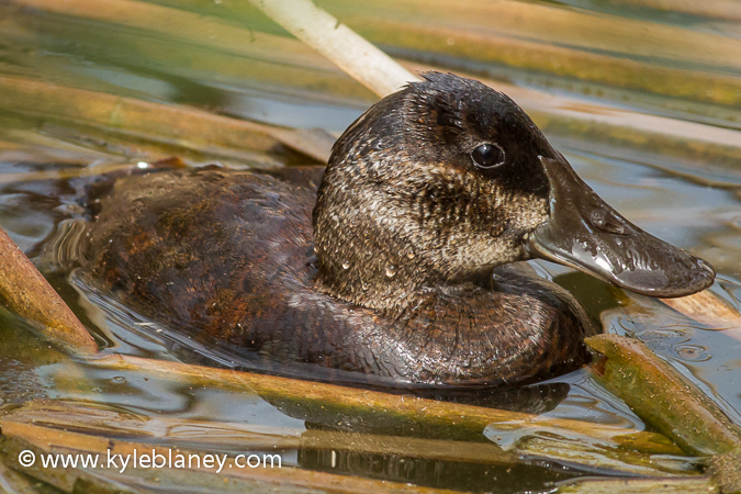 Photo (14): Ruddy Duck