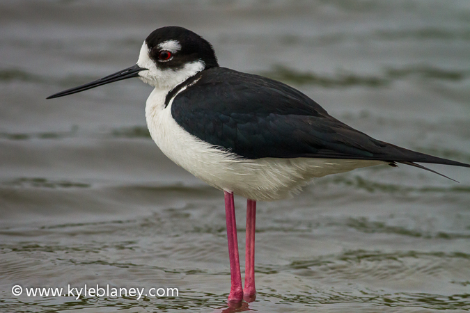 Photo (1): Black-necked Stilt