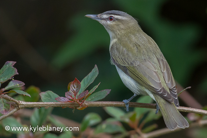 Photo (1): Red-eyed Vireo
