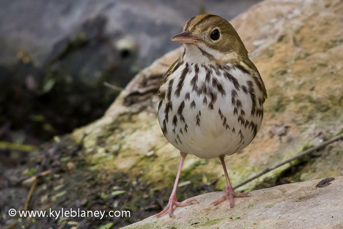 Photo (1): Ovenbird
