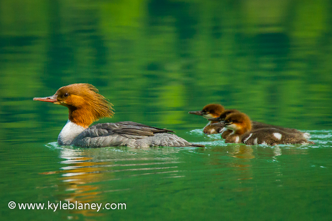 Photo (9): Common Merganser