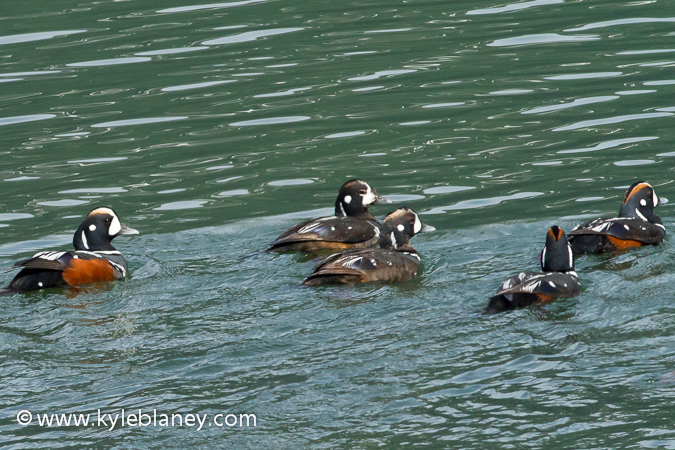 Photo (6): Harlequin Duck