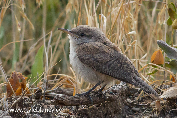 Photo (21): Rock Wren