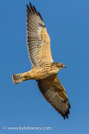 Photo (3): Swainson's Hawk