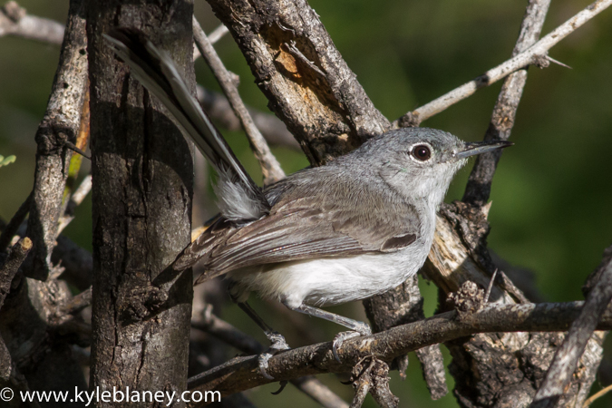 Photo (3): Black-capped Gnatcatcher