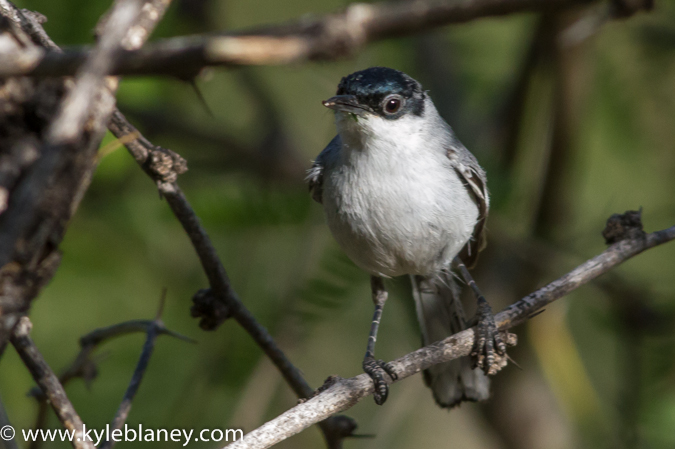 Photo (1): Black-capped Gnatcatcher