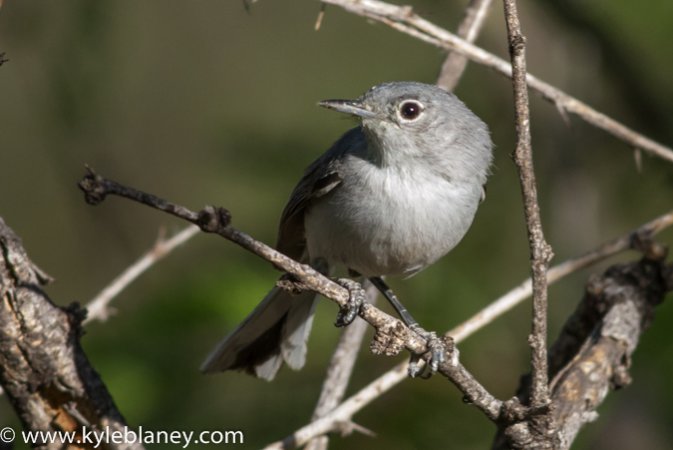 Photo (2): Black-capped Gnatcatcher