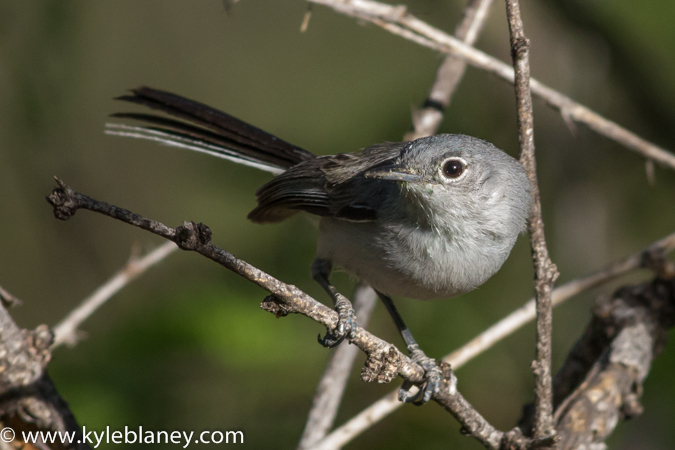 Photo (4): Black-capped Gnatcatcher