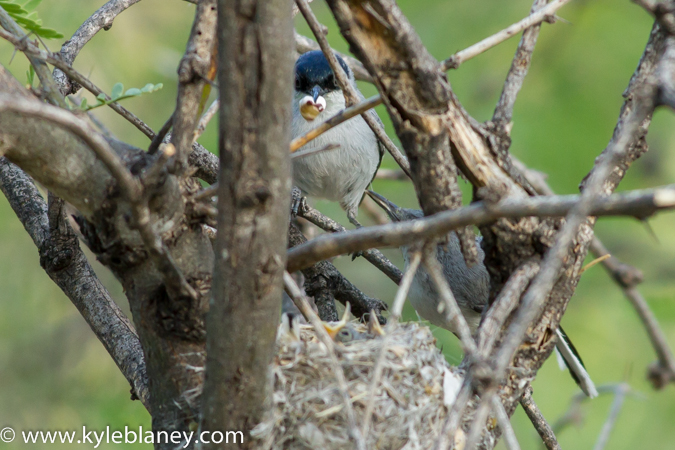 Photo (5): Black-capped Gnatcatcher