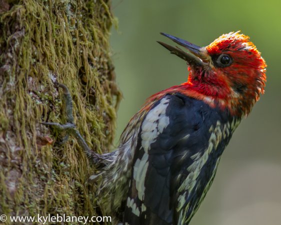 Photo (1): Red-breasted Sapsucker