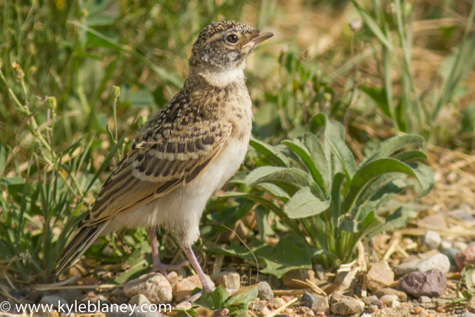 Photo (22): Horned Lark