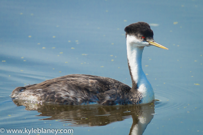 Photo (2): Western Grebe