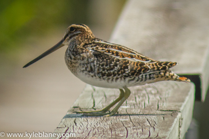 Photo (7): Wilson's Snipe