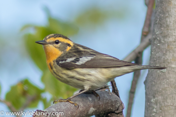 Photo (21): Blackburnian Warbler