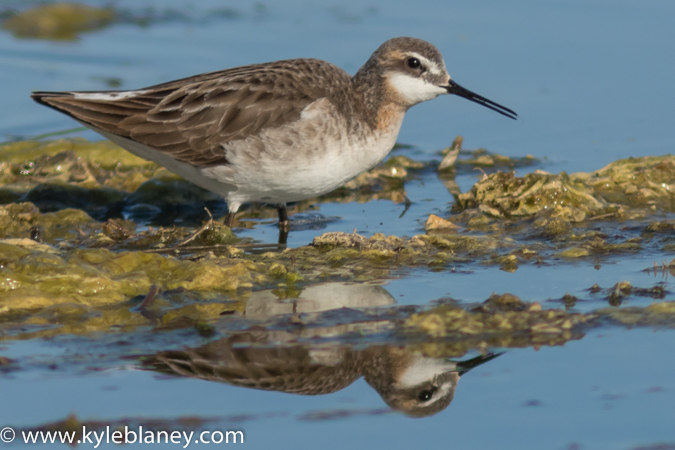Image (12): Phalarope de Wilson