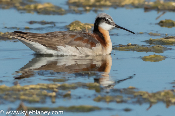 Image (14): Phalarope de Wilson
