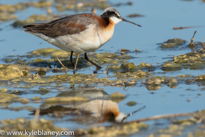 Image (16): Phalarope de Wilson