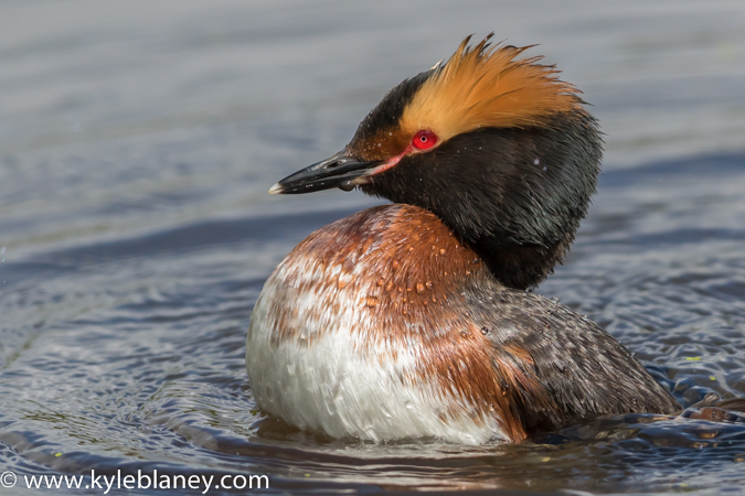 Photo (13): Horned Grebe