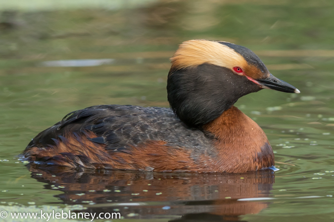 Photo (14): Horned Grebe