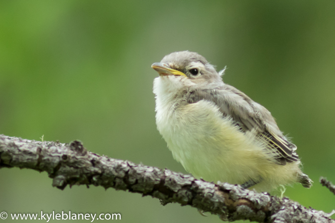 Photo (23): Cassin's Vireo