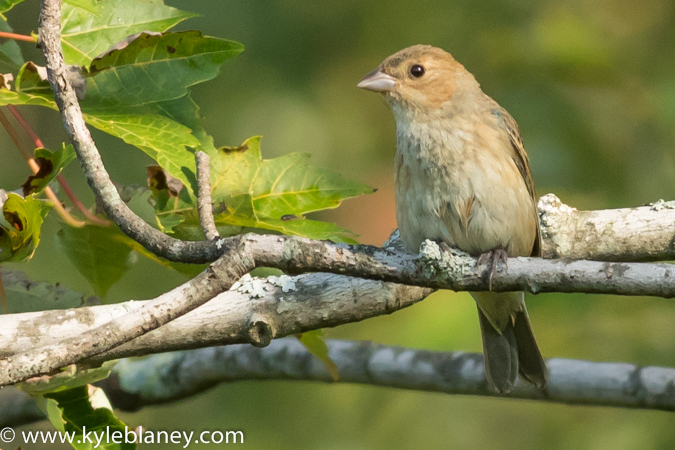 Photo (26): Indigo Bunting