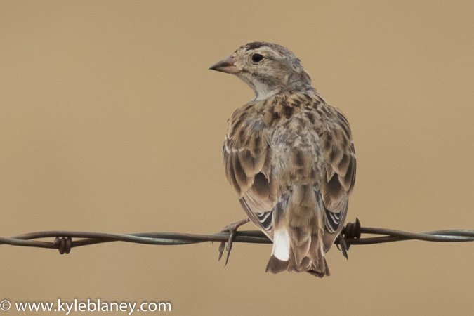 Photo (5): McCown's Longspur