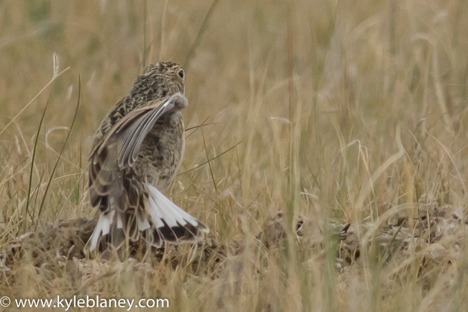 Photo (6): McCown's Longspur