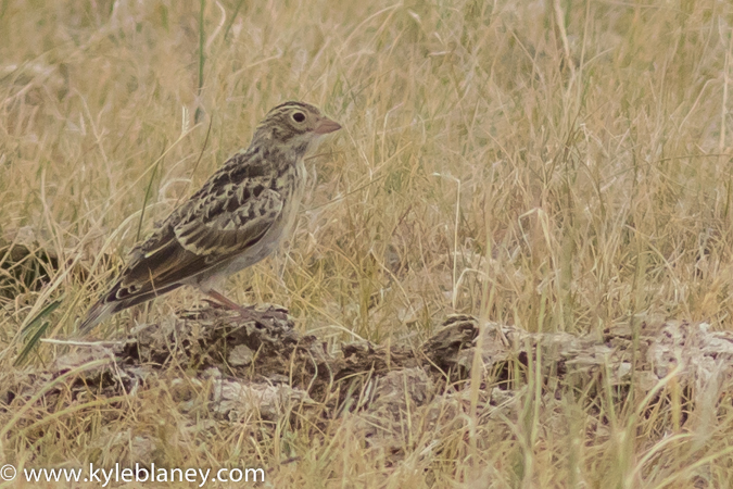 Photo (7): McCown's Longspur