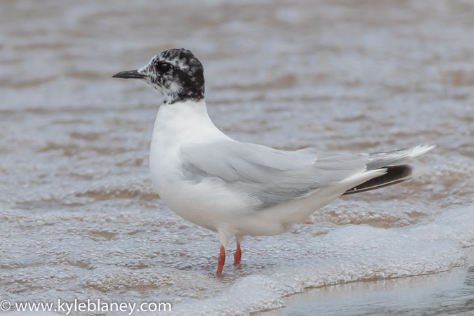 Photo (20): Little Gull