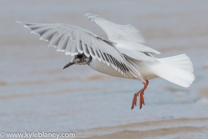 Photo (21): Little Gull